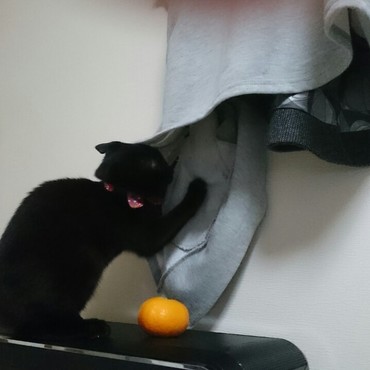 パソコン中でかまってもらえない時