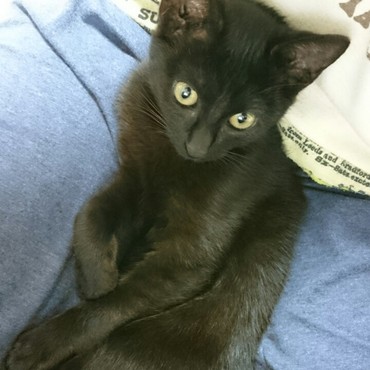 猫らしく甘える修行中