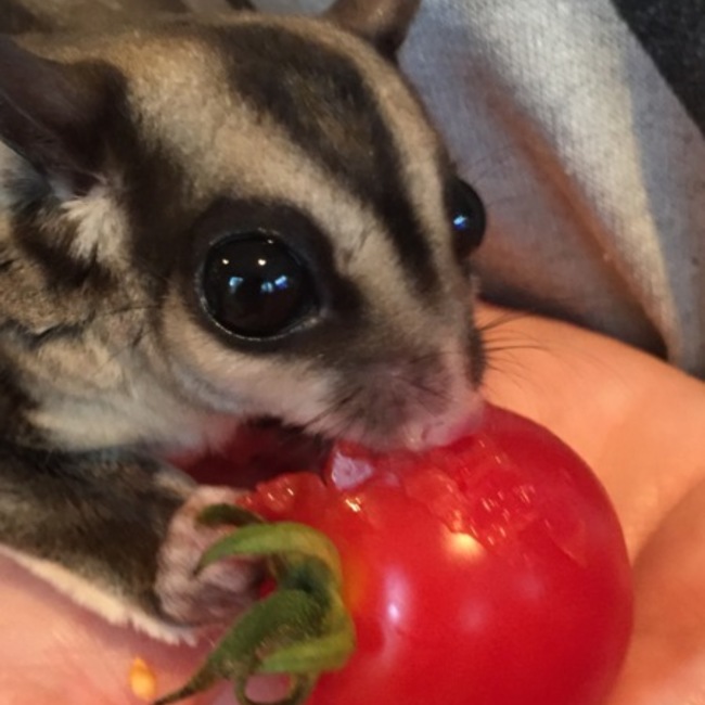 トーマスレオンのカバー写真