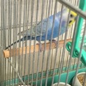 セキセインコ(5歳、雄)
