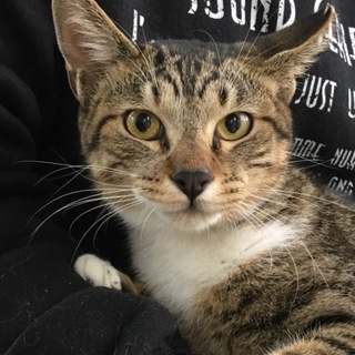 かわいい声で起こしてくれます（代理募集）