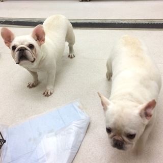 人気のフレンチブルの女の子の里親さん募集！