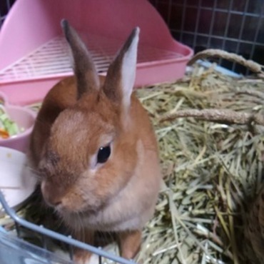 ペレットください～