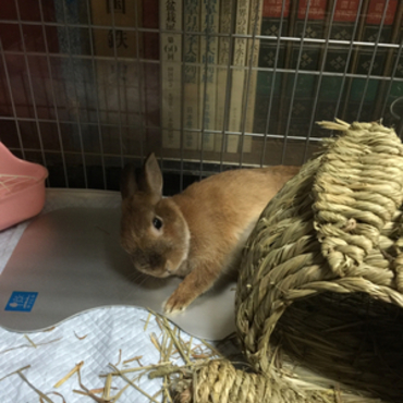 ひんやりプレート気持ちいい１