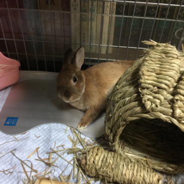 ひんやりプレート気持ちいい２