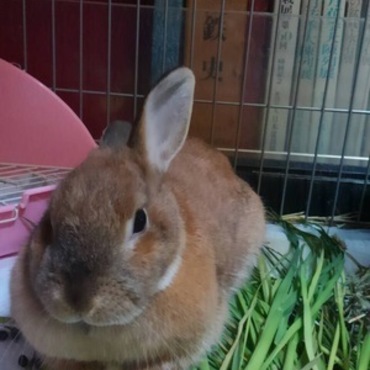 生チモシー最高です。