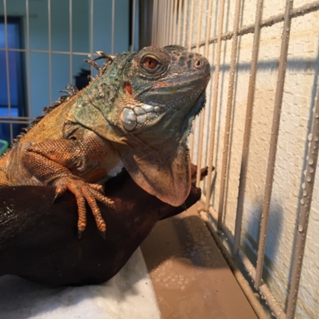 さんままんのカバー写真