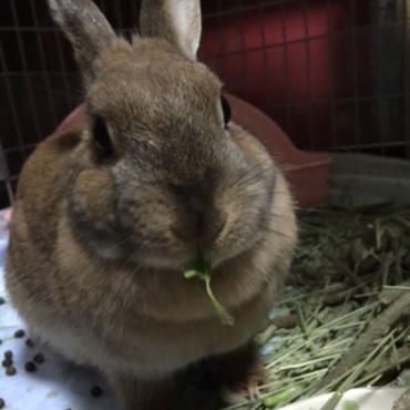 セロリ大好き！