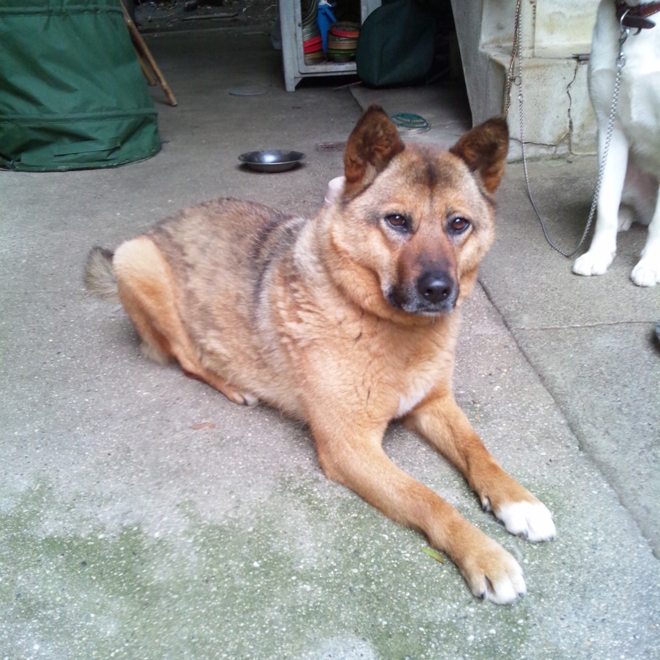 ちゃこのカバー写真