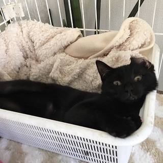 パルボから生還！運の強い黒猫ちゃん里親さん募集