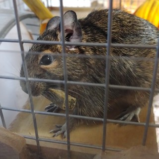 ★デグー（メス）の里親募集します★（交渉中）