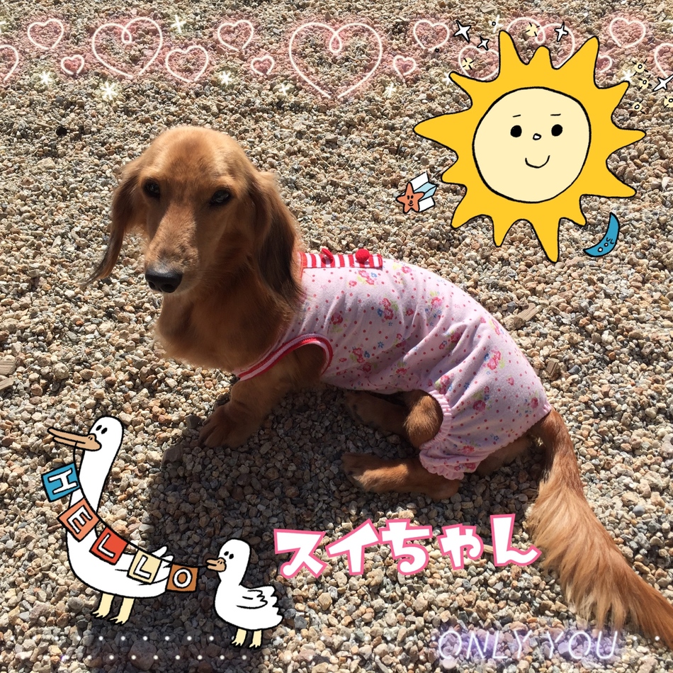 すいちゃんのカバー写真