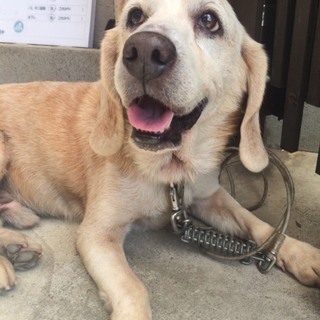 小柄な優しいおじいちゃん