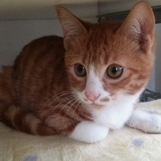 生後3か月くらい茶白♂