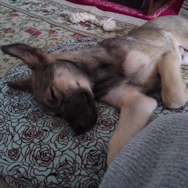 ヒーターの前で陣取って寝ます☺