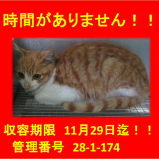 里親決定！！お迎えありがとうございました(^^♪