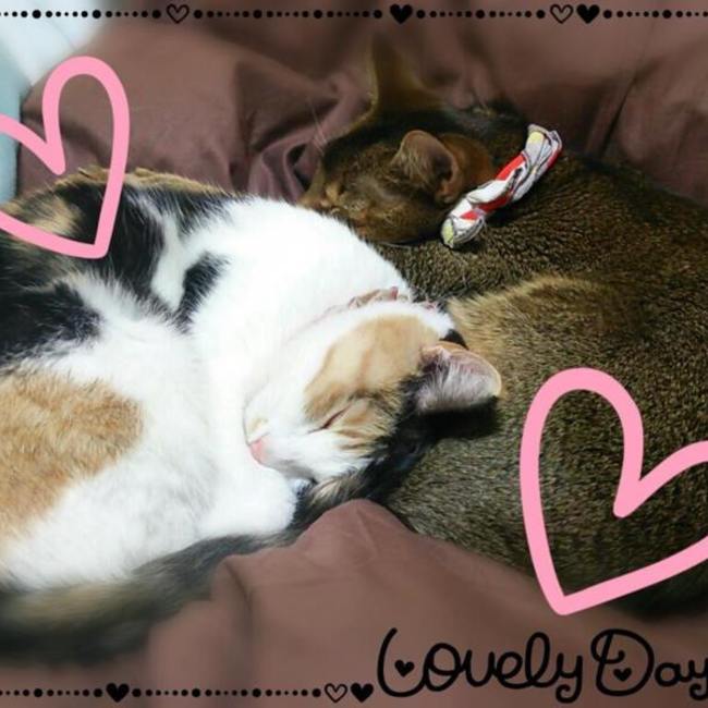 トラポのカバー写真