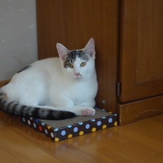 人慣れ抜群　ハグもチューもできちゃいます