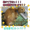 飼育放棄されました！助けてください！