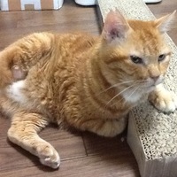 双葉