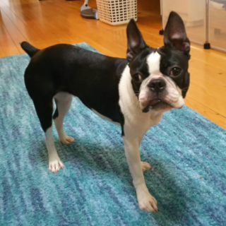 ボストン・テリアの「はな」です
