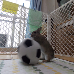 部屋持ちウサさん