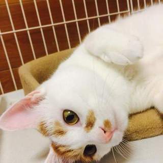 人が大好きな白猫レモンくんです❗