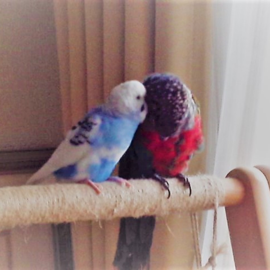 Cor《コル》のカバー写真