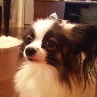 応募者多数の為、いったん停止致します。