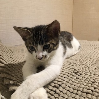 おうち決まりました。ありがとうございます。