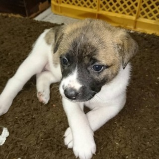 里親決定。愛ちゃん。