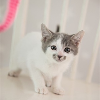 白グレー子猫モン君　里親様募集！