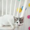 白グレー子猫モン君　里親様募集！ サムネイル2