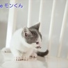 白グレー子猫モン君　里親様募集！ サムネイル3