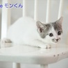 白グレー子猫モン君　里親様募集！ サムネイル4