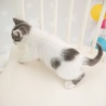 白グレー子猫モン君　里親様募集！ サムネイル5