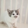 白グレー子猫モン君　里親様募集！ サムネイル6