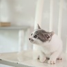 白グレー子猫モン君　里親様募集！ サムネイル7