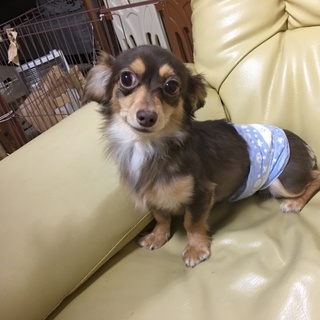 チワワとミニチュアダックスのmix