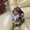チワワとミニチュアダックスのmix サムネイル3