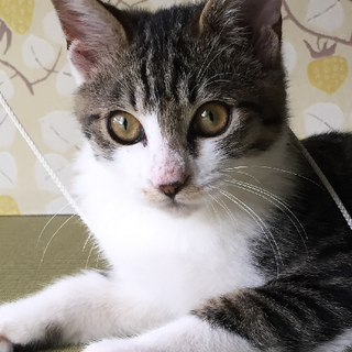 【里親さま決定】捨て猫キジシロの男の子
