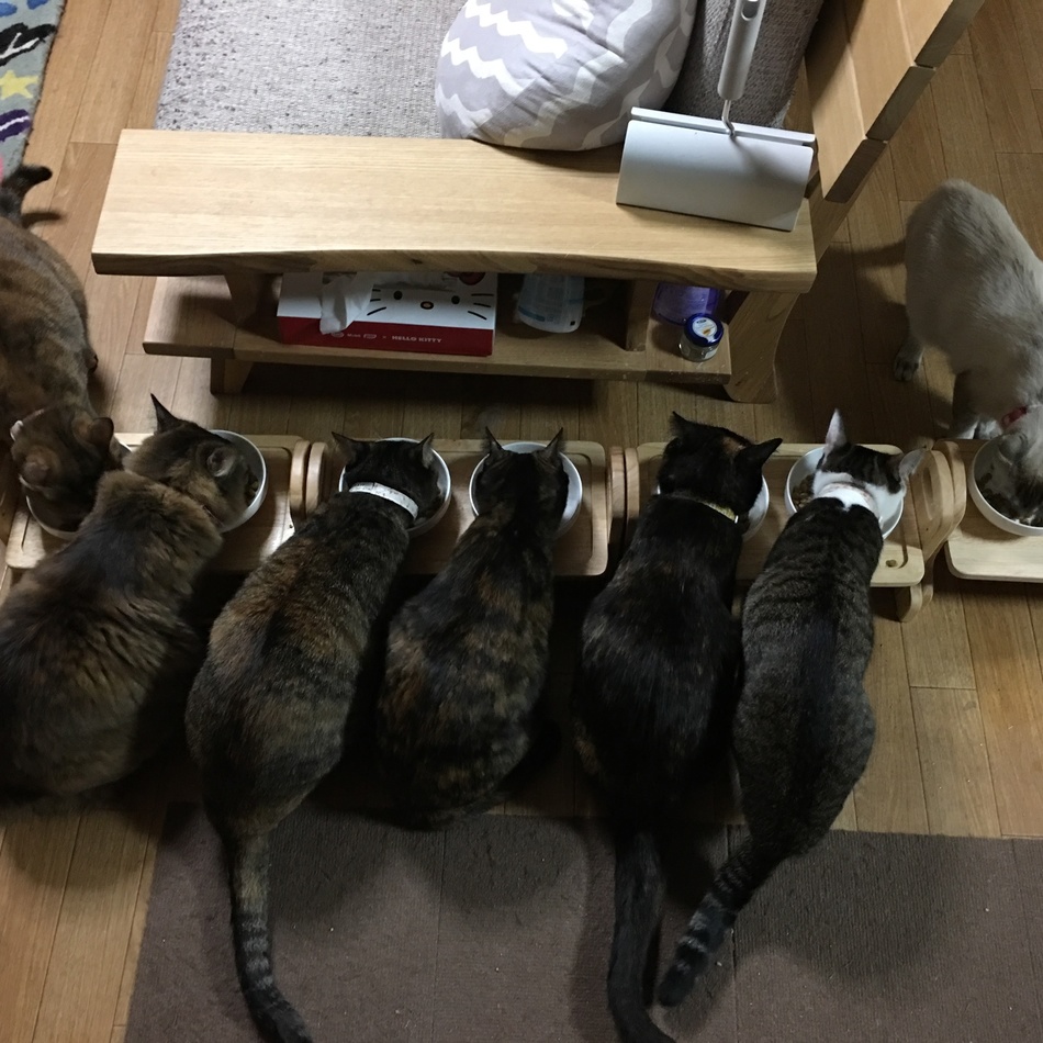 小梅のカバー写真