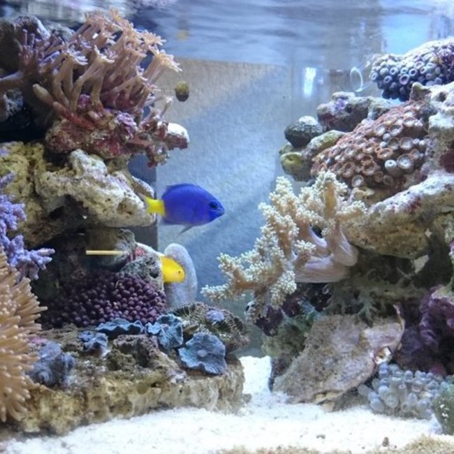 まよらーのカバー写真