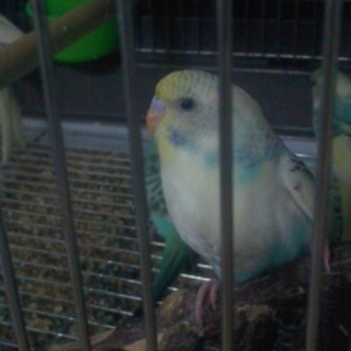 セキセイインコの里親ご応募ありがとうございました