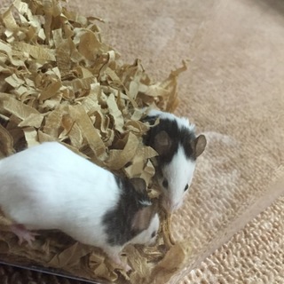 かわいいこです