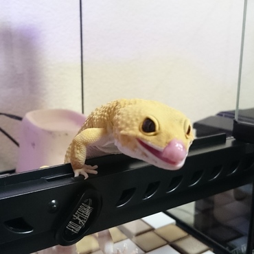 (*´ڡ`●)ﾍﾟﾛﾘｽﾄ