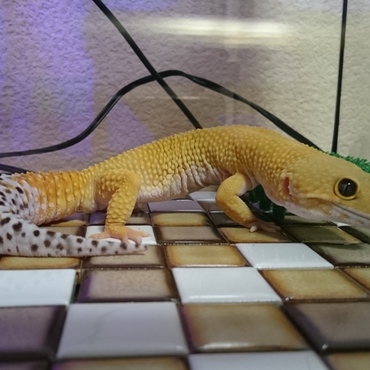 床材を美濃焼タイルに変更