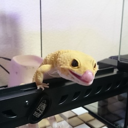 (*´ڡ`●)ﾍﾟﾛｯ