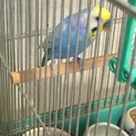 セキセインコ(雄、５歳、里親募集)