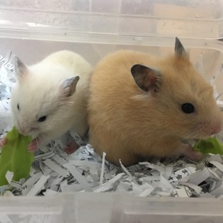 ゴールデンハムスター(カラーハムスター)の子供